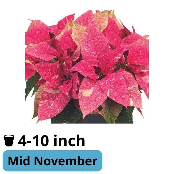 Poinsettia Superba Poker Pk and Marble
