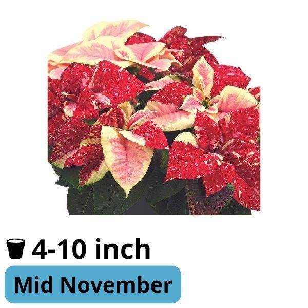 Poinsettia Superba Poker Rd and Marble