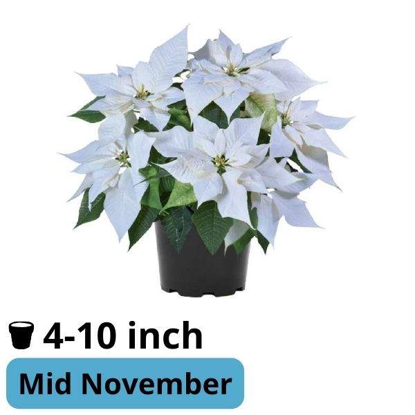 Poinsettia Superba White