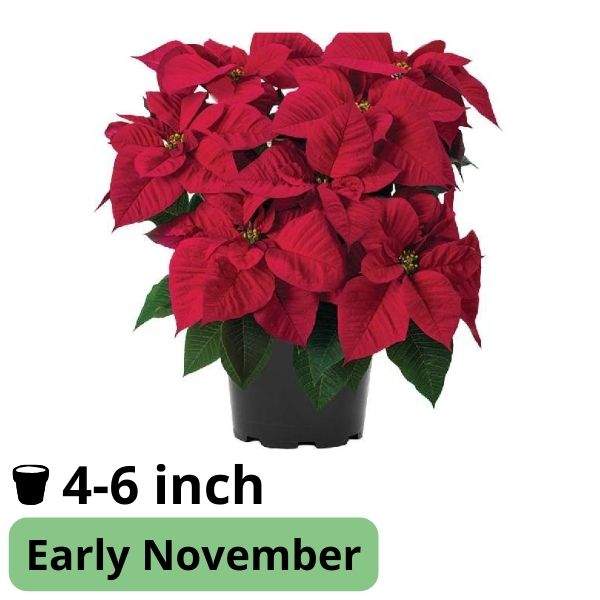 Poinsettia Astro Red