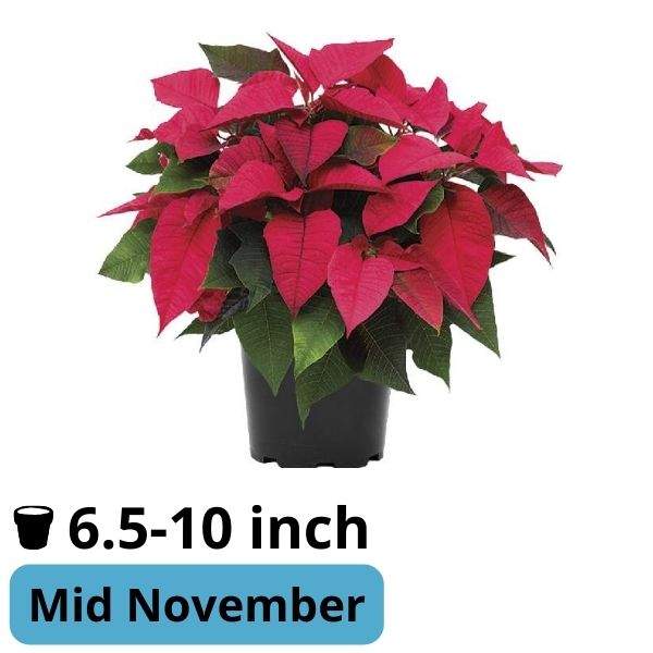 poinsettia-candy-bubblegum-poinsettia-1715367916.jpg