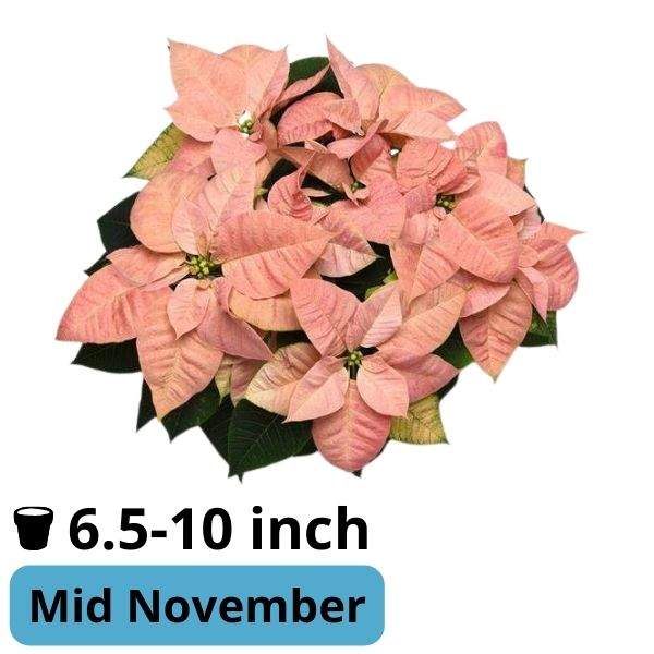 Poinsettia Candy Cinnamon