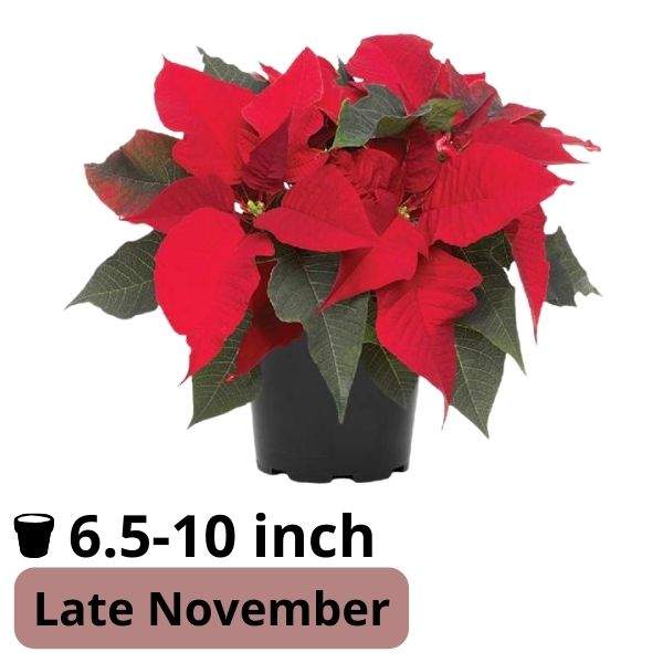 Poinsettia Draco Red