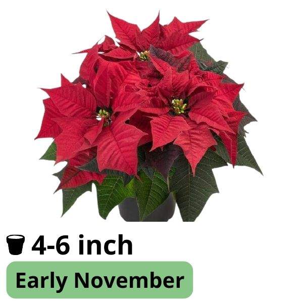 Poinsettia Kayla Red