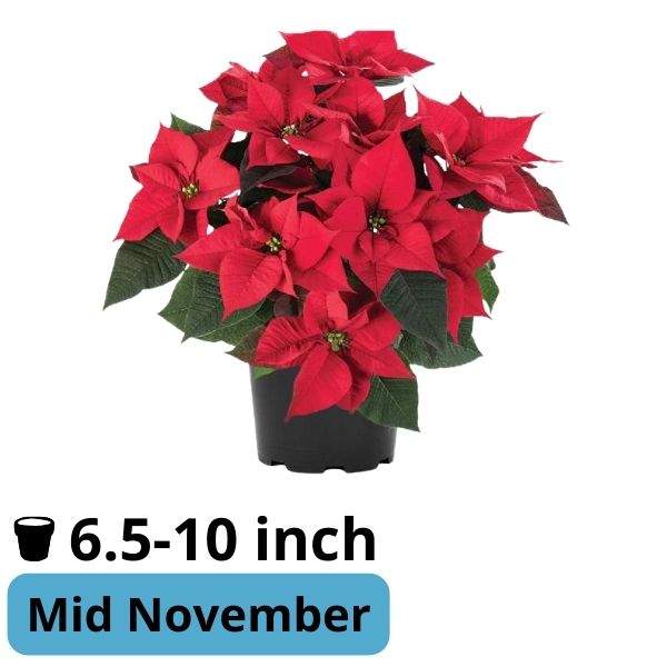 poinsettia-leona-red-poinsettia-1715370439.jpg