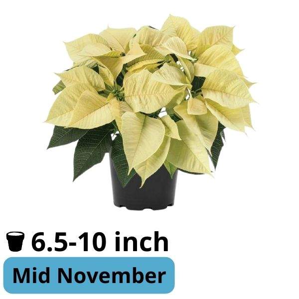 Poinsettia Leona White