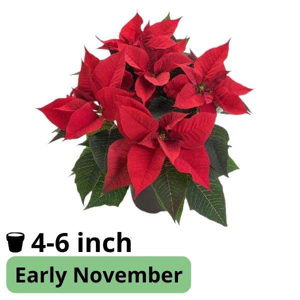 Poinsettia Luna