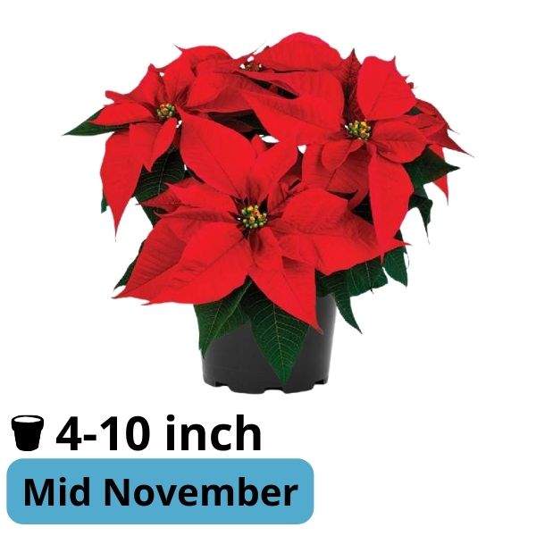 Poinsettia Lyra Red