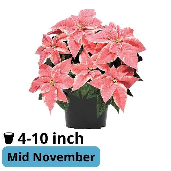 Poinsettia Marblestar