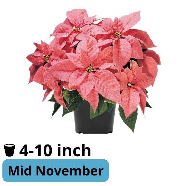 Poinsettia Maren
