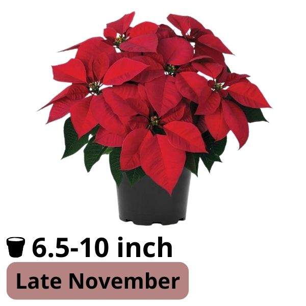 Poinsettia Mars Late Red
