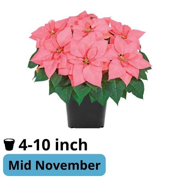 Poinsettia Mars Pink