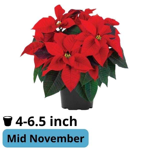 Poinsettia Mirage Red