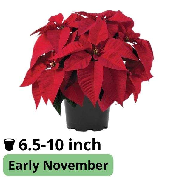 Poinsettia Orion Early Red
