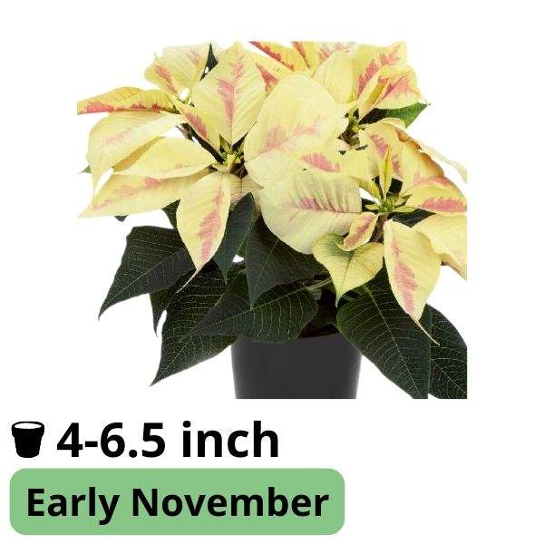 Poinsettia Robyn Marble