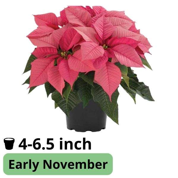 Poinsettia Robyn Pink