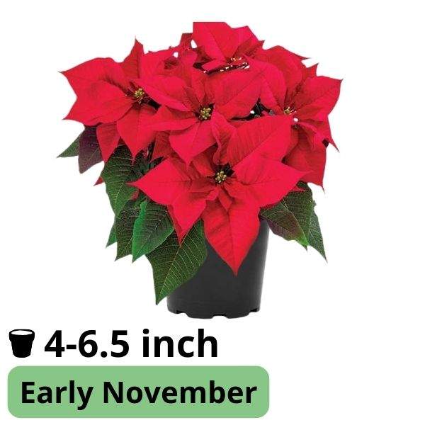 Poinsettia Robyn Red