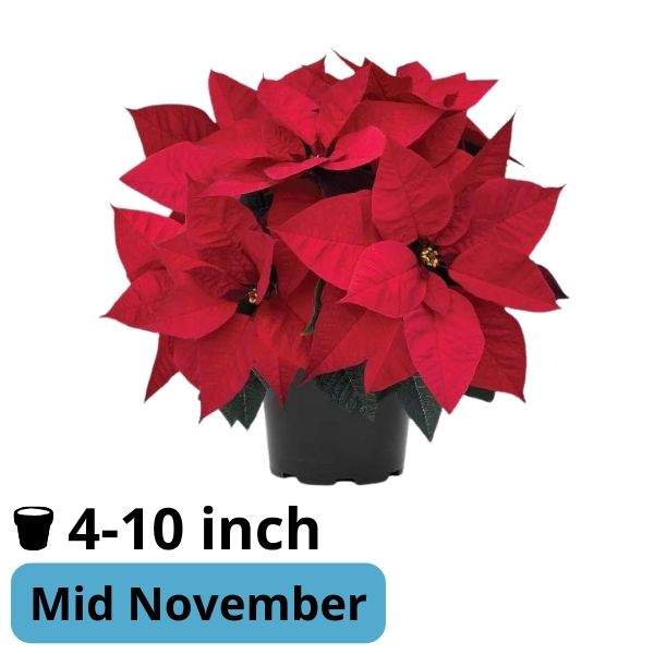 Poinsettia Ruby Red