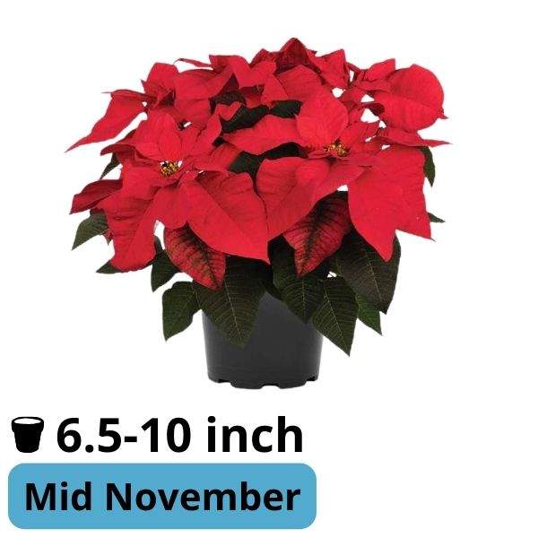 Poinsettia Toro Red
