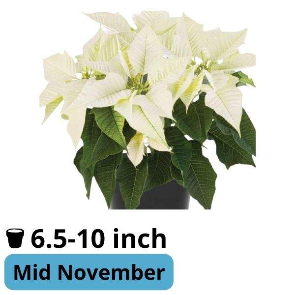 Poinsettia Virgo White