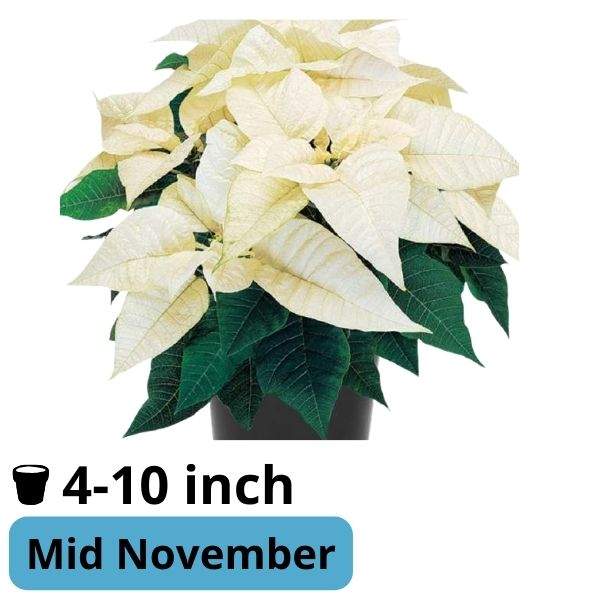 Poinsettia Whitestar