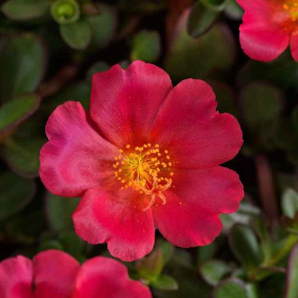 Portulaca Mega Pazzaz Dark Pink