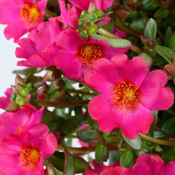 Portulaca Mega Pazzaz Fuchsia
