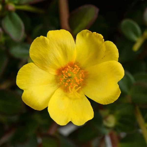 Portulaca Mega Pazzaz Gold