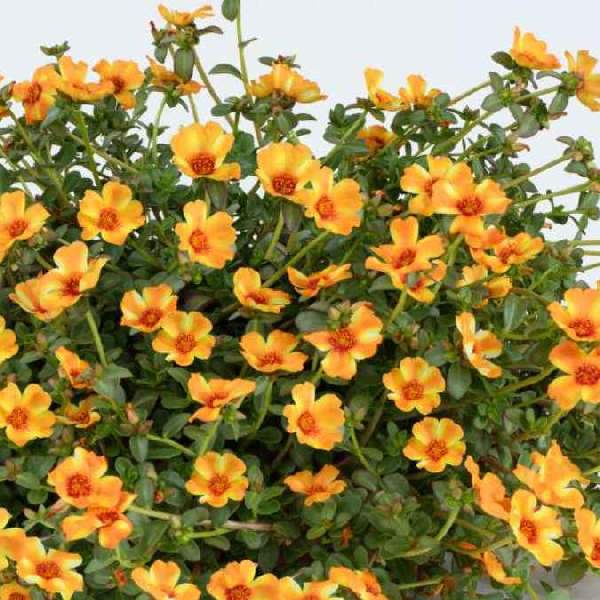 Portulaca Mega Pazzaz Mango Twist