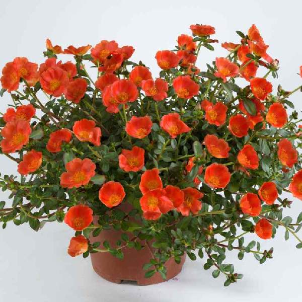 Portulaca Mega Pazzaz Orange