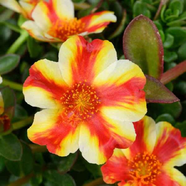 Portulaca Mega Pazzaz Papaya Twist
