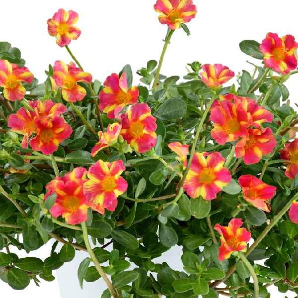 Portulaca Mega Pazzaz Pink Twist