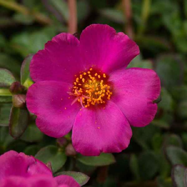 Portulaca Mega Pazzaz Purple