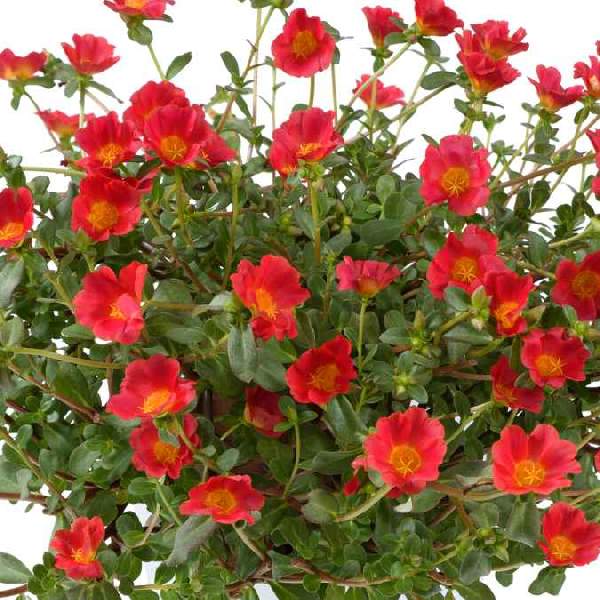 Portulaca Mega Pazzaz Red