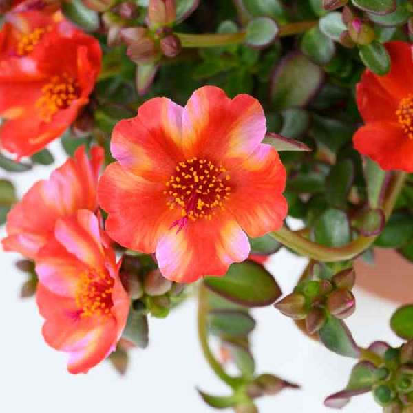 Portulaca Mega Pazzaz Tropical Twist