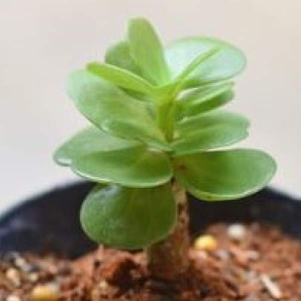 Portulaca