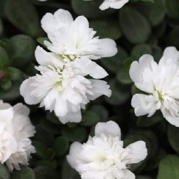PORTULACA OLERACEA SEAGLASS DOUBLE COCONUT