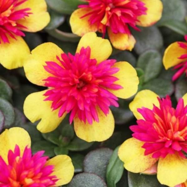 PORTULACA OLERACEA SEAGLASS DOUBLE GUAVA