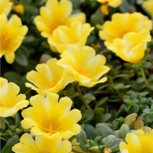 PORTULACA OLERACEA SEAGLASS LEMON TWIST