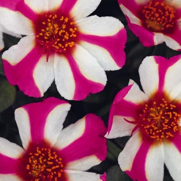 PORTULACA OLERACEA SEAGLASS PINK LADY