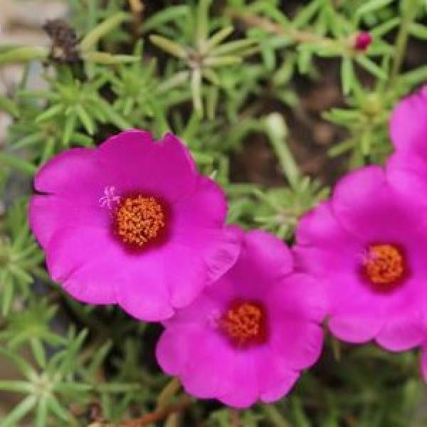 PORTULACA OLERACEA SEAGLASS PLUMBERRY