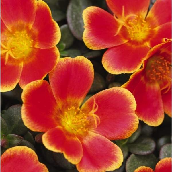 PORTULACA OLERACEA SEAGLASS RUM PUNCH