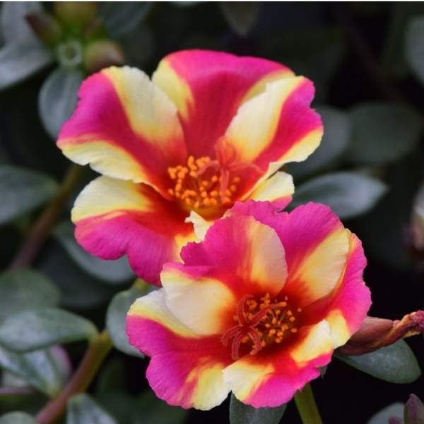 PORTULACA OLERACEA SEAGLASS WATERMELON PUNCH