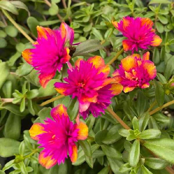 Portulaca SeaGlass Double Dragonfruit