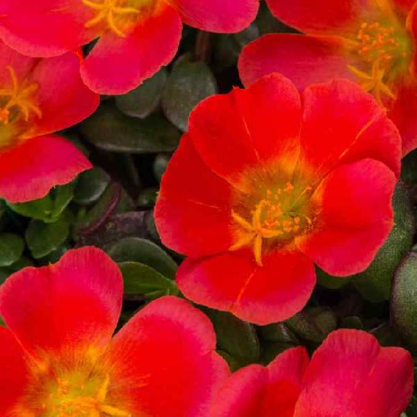 Portulaca Seaglass Grenadine