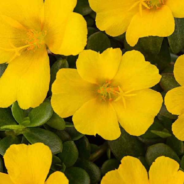 Portulaca Seaglass Limon