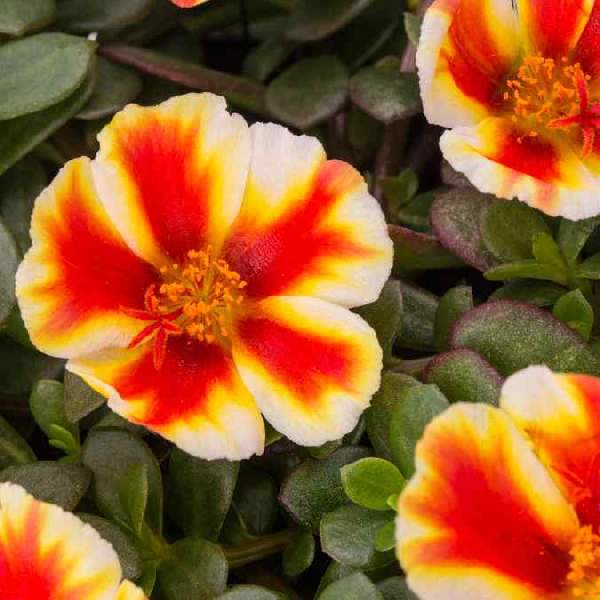 Portulaca Seaglass Mango Mojito