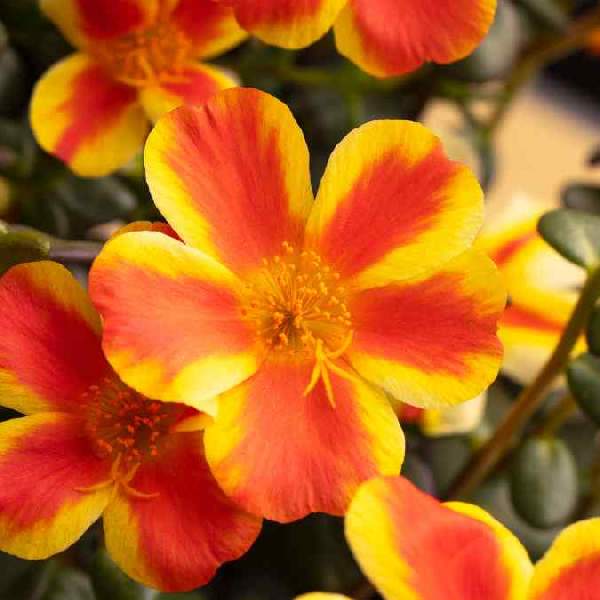 Portulaca SeaGlass Orange Shandy