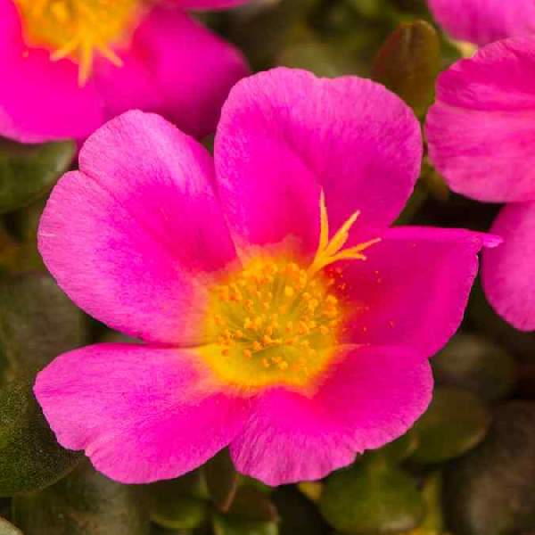 Portulaca SeaGlass Pink