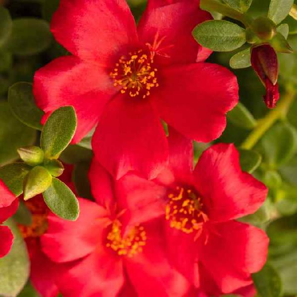 Portulaca SeaGlass Red